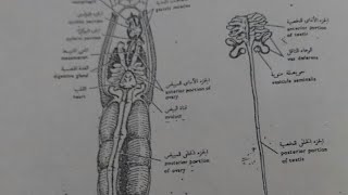 الجهاز الهضمي  البولي التناسلي العصبي للجمبري د نرمين خالد Prawn anatomy Shrimp dissection [upl. by Leiso]