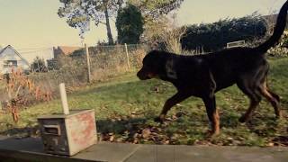 Axel Rottweiler the family protection dogs [upl. by Dedra]