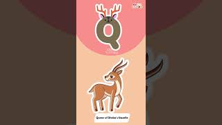 Q for Queen of Shebas Gazelle 🦌 ABC of Animals Learn the Alphabet with Animal Facts🦌 [upl. by Milla]