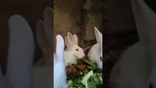 Rabbits eating food 🐰🐹🐇 rabbit houserabbit cuteanimal cutepet bunny ytshorts shorts animals [upl. by Comfort]