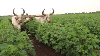 Plantonics Organic fertilizer for higher yield in Cotton [upl. by Bhatt]