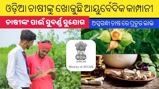 Farming business odia ପ୍ରଚୁର ଲାଭ ହଉଥିବା ଚାଷ Ashwagandha farming in odia  Odia farming channel [upl. by Othella]