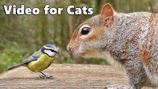 Videos for Cats to Watch  Birds Chirping and Squirrels Extravaganza [upl. by Lamahj152]