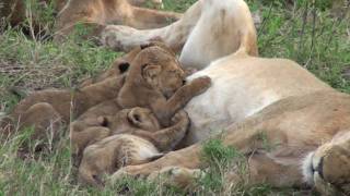 Lion Cubs Feeding  Serengeti [upl. by Tab390]