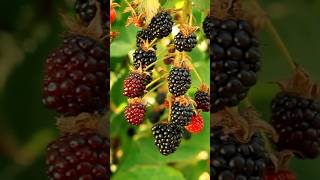 Happy farmer Fresh berriesfruiting satisfying shorts [upl. by Lairret]