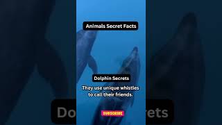 Unveiling Dolphin Secrets 🐬  MindBlowing Facts About the Ocean’s Smartest Creatures [upl. by Esiled]