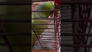 Papa bolne wala parrot [upl. by Cesar]