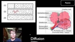 Transport Across Cell Membranes [upl. by Yojal]