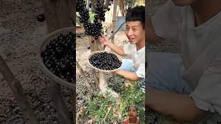 Jaboticaba fruit farm and cutting so fresh fruit [upl. by Cato573]