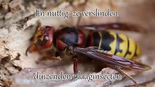 1 minuut natuur Europese hoornaar koningin  European hornet queen [upl. by Buffum]