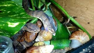 Snaileating snake Pareas carinatus eats Lissachatina snails [upl. by Morse]