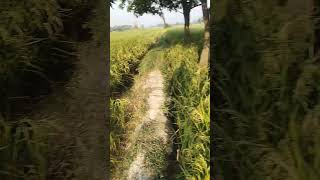 kisan  ka beta hun🌽 short video 🥯 dileep Rajput 786🙏🌾 [upl. by Aivil]