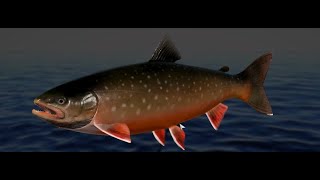 Russian Fishing 4 Ladoga Archipelago Char spot 120346 [upl. by Havstad952]