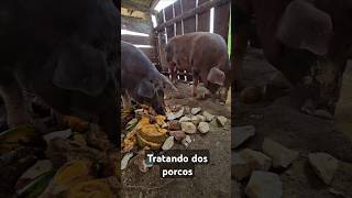 Tratando dos porcos 🐖 porco vidanaroça chiqueiro porcos [upl. by Thorr340]