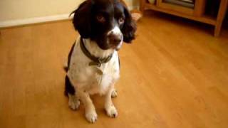 english springer spaniel tricks THE BEST [upl. by Eanore]