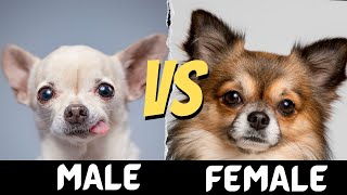 Male VS Female Chihuahua  Difference between Male and Female Chihuahua [upl. by Weigle]