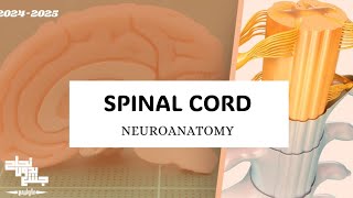 Spinal cord Neuroanatomy Lec 1 [upl. by Longfellow]