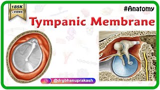 Tympanic Membrane Anatomy  Head and neck Anatomy medical animations  USMLE Step 1 [upl. by Ardeed]