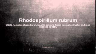 Medical vocabulary What does Rhodospirillum rubrum mean [upl. by Toth]