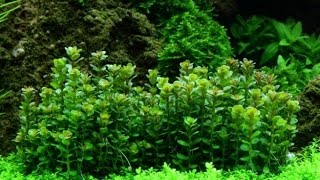 Rotala Bonsai [upl. by Nangem]