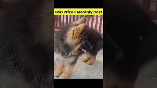 German Shepherd Price in india and Monthly Expenses shorts germanshepherd dog [upl. by Issi666]