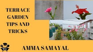 என் மாடித்தோட்ட பராமரிப்பு Terrace garden Ideas And maintaining in TamilRoofTop Garden Ideas [upl. by Reagan]