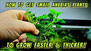 The Crazy Little Trick That Makes Anubias Plants Grow Faster amp Thicker How to Split amp Propagate [upl. by Serena379]