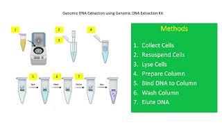 Activity 3 Genomic DNA Extraction using DNA Extraction Kit SolidPhase Extraction Method [upl. by Salisbarry731]