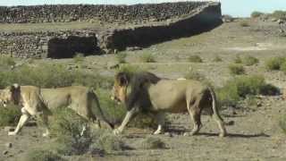 Karoo National Park Lions  Nov 2012 [upl. by Suiramaj]