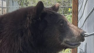 Controversial bear Henrietta aka quotHank the Tankquot rehoused at wildlife sanctuary [upl. by Getter]