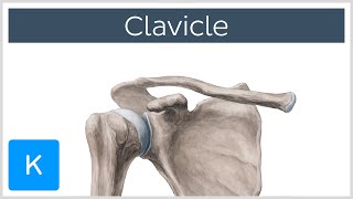 Clavicle Bone  Location Definition amp Function  Human Anatomy  Kenhub [upl. by Engelhart]