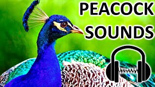 PEACOCK SOUNDS What sound does peacock make [upl. by Ellata]