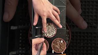 Planting lithops plants lithop lithops lithotherapy lithopscare [upl. by Notsreik]