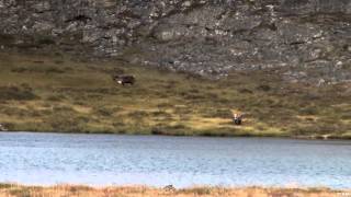 Extreme Outer Limits TV  Long Range Nunavut Caribou part 1 [upl. by Sanoj]