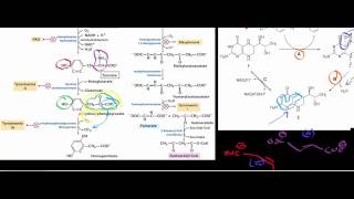 Biochemistry  Catabolism of Phenylalanine amp Tyrosine to Acetoacetate [upl. by Cleave407]