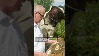 Yared kommt rum Honigschlecken in Grambow shorts yared mv bienen ndr [upl. by Ker]