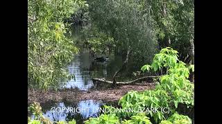 Northern Territory Australia Buildup pre monsoon fishing [upl. by Akyeluz632]