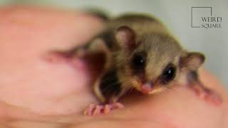 Interesting facts about feathertail gliders by weird square [upl. by Dalia]