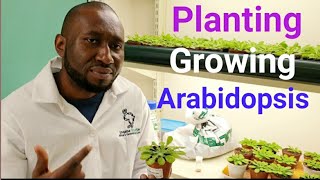 How to plant and grow Arabidopsis thaliana in the laboratory [upl. by Aesoh705]