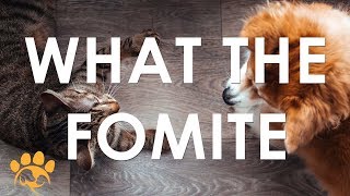 What the Fomoite Training  Peggy Adams Animal Rescue League [upl. by Ellennaj]