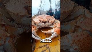 The Kodiak Crab 💀🦀full vid ☝️ [upl. by Ennasus]