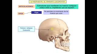 Efectores el aparato locomotor 3º ESO [upl. by Atnomed]