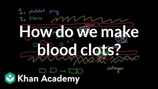 How do we make blood clots  Human anatomy and physiology  Health amp Medicine  Khan Academy [upl. by Phineas324]