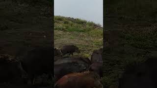 Sound of pigs hog boarfunny pig pigs facts [upl. by Winterbottom]