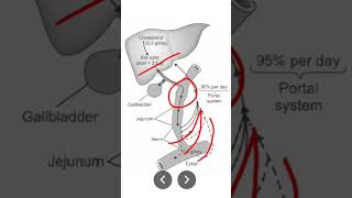 Enterohepatic circulation [upl. by Eisac875]