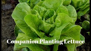 companion planting lettuce [upl. by Gnuj33]