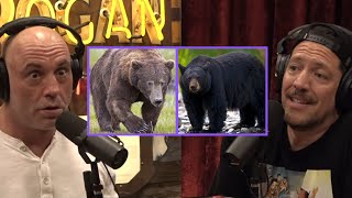 Brown Bear vs Black Bear Which is More Likely to Attack Humans  Joe Rogan amp Sal Vulcano [upl. by Eliath]