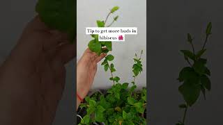 Hibiscus 🌺 plant gardeningwithshivani05 decorwithplants shorts ytshorts viralshort [upl. by Farrington]