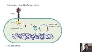 02 Restriction Enzymes and Ligases and Nucleic acid modifying enzyme [upl. by Mahtal223]