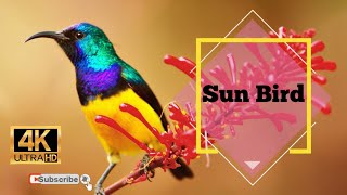 Sunbird  World of Birds 4K [upl. by Jecho]